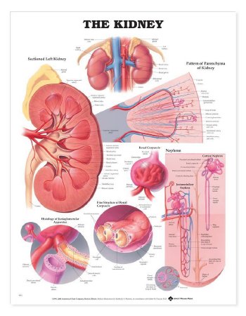Anatomical Chart Company - Anatomical Chart Kidney 20 X 26 Inch Heavy Paper Grommets Laminated - 9781587791727