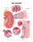 Anatomical Chart Company - Anatomical Chart Kidney 20 X 26 Inch Heavy Paper Grommets Laminated - 9781587791727