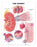 Anatomical Chart Company Anatomical Chart Kidney 20 X 26 Inch Heavy Paper Grommets Laminated - 9781587791727