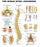 Anatomical Chart Company - Anatomical Chart Human Spine 20 X 26 Inch Heavy Paper Grommets Laminated - 1587794438