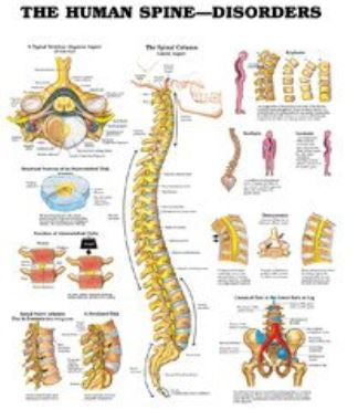 Anatomical Chart Company Anatomical Chart Human Spine 20 X 26 Inch Heavy Paper Grommets Laminated - 1587794438
