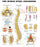 Anatomical Chart Company Anatomical Chart Human Spine 20 X 26 Inch Heavy Paper Grommets Laminated - 1587794438