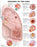 Anatomical Chart Company - Anatomical Chart Lung Diseases 20 X 26 Inch Heavy Paper Grommets Laminated - 9781587799082