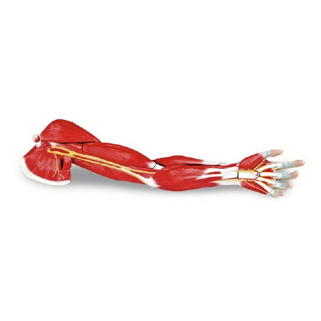 Nasco Walter Products 7 Part Arm Muscle Model Life Size - LA00129