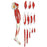 Nasco Walter Products 13 Part Leg Muscle Model Life Size 30 lbs. - LA00131