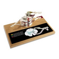 Nasco Denoyer Geppert Deluxe Spinal Cord with Nerves - SB48292