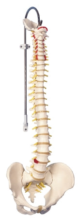Fabrication Enterprises 3B Classic Flexible Spine Model with Male Pelvis 6 lbs. - 960559