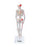 Fabrication Enterprises 3B Shorty Mini Skeleton Model 4 lbs. Plastic - 124506