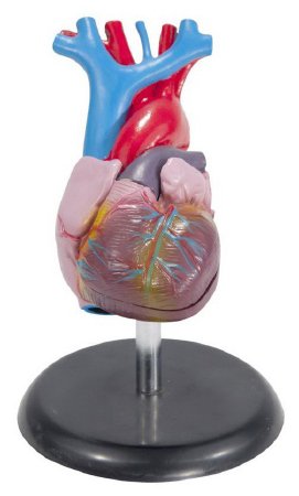 Anatomical Chart Company - Life-Size Heart Model Life-Size - CH7