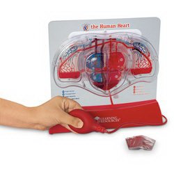 Learning Resources - Pumping Heart Model - SB48204