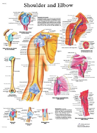 Fabrication Enterprises Anatomical Chart Shoulder and Elbow 20 X 25 Inch Laminated - 12-4619L