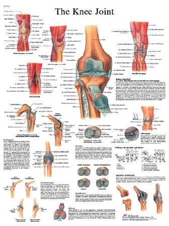 Fabrication Enterprises - Anatomical Chart Knee Joint 20 X 25 Inch Laminated - 12-4611L