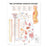 Anatomical Chart Company Anatomical Chart Nervous System 20 X 26 Inch Heavy Paper Grommets Laminated - 9781587790010