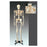 Wolters Kluwer Health Inc Numbered Skeleton Model Anatomical Budget Bucky Ea - CH10N