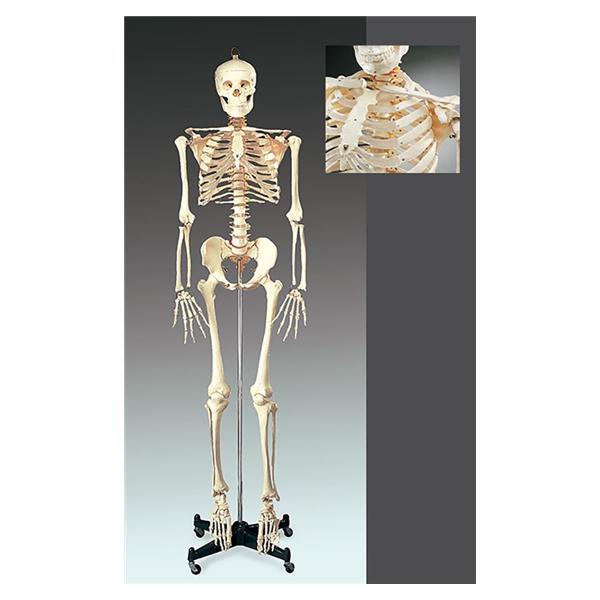 Wolters Kluwer Health Inc Numbered Skeleton Model Anatomical Budget Bucky Ea - CH10N