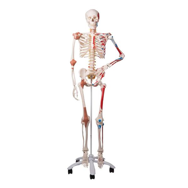 Wolters Kluwer Health Inc Model Anatomical Mr. Superskeleton Ea - A13
