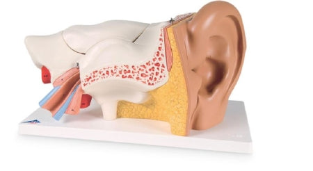 Nasco American 3B Scientific Advanced Giant Ear - SB41430