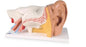 American 3B Scientific - Advanced Giant Ear - SB41430