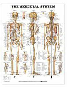 Alimed Skeletal System 20 X 26 Inch Plastic Metal Eyelets Laminated - 73441