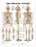 Alimed Skeletal System 20 X 26 Inch Plastic Metal Eyelets Laminated - 73441