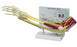 Alimed GPI Anatomicals Muscled Elbow Model Full Size - 70582