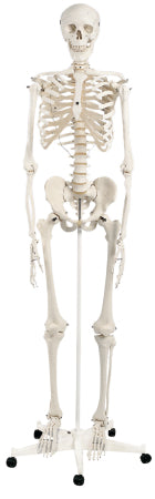 Fabrication Enterprises 3B Stan Classic Skeleton Model 21 lbs. - 949967