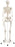 3B Stan - Classic Skeleton Model 21 lbs. - 12-4500
