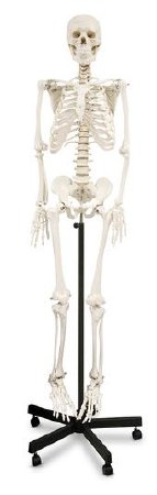 Nasco - Human Skeleton - SB02011