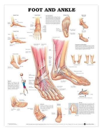 Anatomical Chart Company Anatomical Chart Foot and Ankle 20 X 26 Inch Heavy Paper Grommets Laminated - 9781587791383