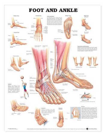 Anatomical Chart Company - Anatomical Chart Foot and Ankle 20 X 26 Inch Heavy Paper Grommets Laminated - 9781587791383