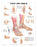 Anatomical Chart Company - Anatomical Chart Foot and Ankle 20 X 26 Inch Heavy Paper Grommets Laminated - 9781587791383