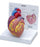 Anatomical Chart Company Cutaway Heart Model Life Size - G250