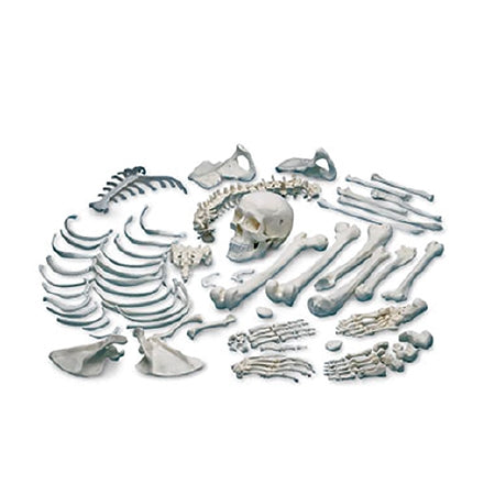 Nasco Nasco Disarticulated Human Skeleton - SB13487