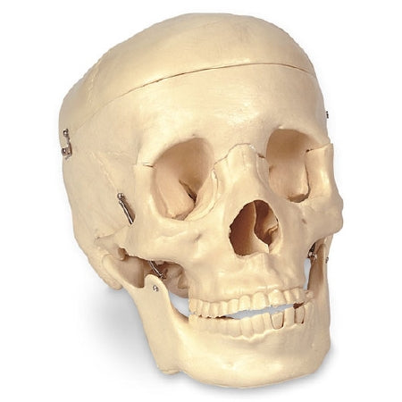 Nasco - Economy Human Skull - SB25937