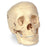 Nasco - Economy Human Skull - SB25937