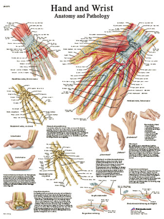 Fabrication Enterprises Anatomical Chart Hand and Wrist 20 X 27 Inch Laminated - 12-4609L