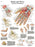 Fabrication Enterprises Anatomical Chart Hand and Wrist 20 X 27 Inch Laminated - 12-4609L
