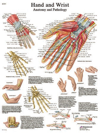 Fabrication Enterprises - Anatomical Chart Hand and Wrist 20 X 27 Inch Laminated - 12-4609L