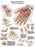 Fabrication Enterprises - Anatomical Chart Hand and Wrist 20 X 27 Inch Laminated - 12-4609L