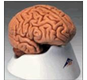 Anatomical Chart Company Careforde Classic Human Brain Model - C18