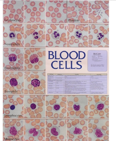 Market Lab Inc Anatomical Chart Blood Cell 18-1/2 X 23-1/2 Inch Plastic Laminated - 5499