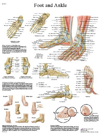 Fabrication Enterprises Anatomical Chart Foot and Ankle 20 X 26 Inch Laminated - 12-4608L