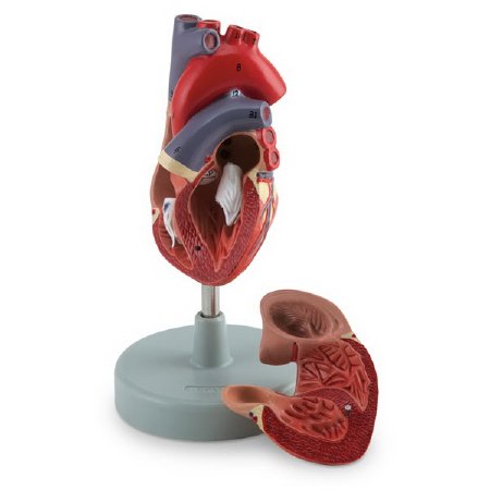 American 3B Scientific - 2 Part Human Heart Model Life Size 150 lbs. - LA00200