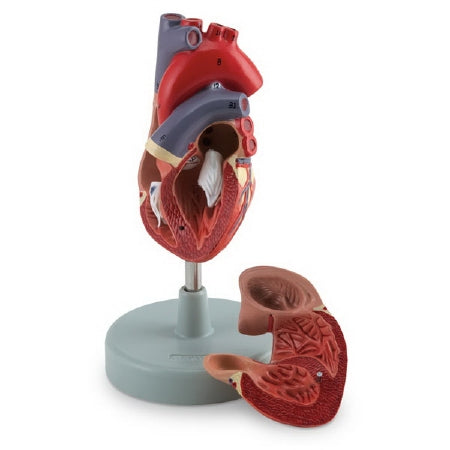 Nasco American 3B Scientific 2 Part Human Heart Model Life Size 150 lbs. - LA00200