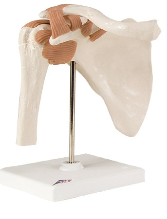 Fabrication Enterprises Functional Shoulder Joint Model 2 lbs. - 953254