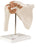 Fabrication Enterprises Functional Shoulder Joint Model 2 lbs. - 953254
