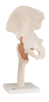 Fabrication Enterprises Functional Hip Joint Model 4 lbs. - 953619