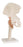 Fabrication Enterprises - Functional Hip Joint Model 4 lbs. - 12-4510