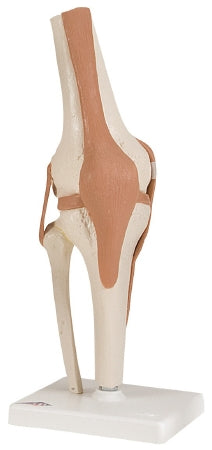 Fabrication Enterprises Functional Knee Joint Model 3 lbs. - 953984