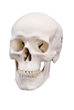 Fabrication Enterprises Skull Model 2 lbs. - 967133